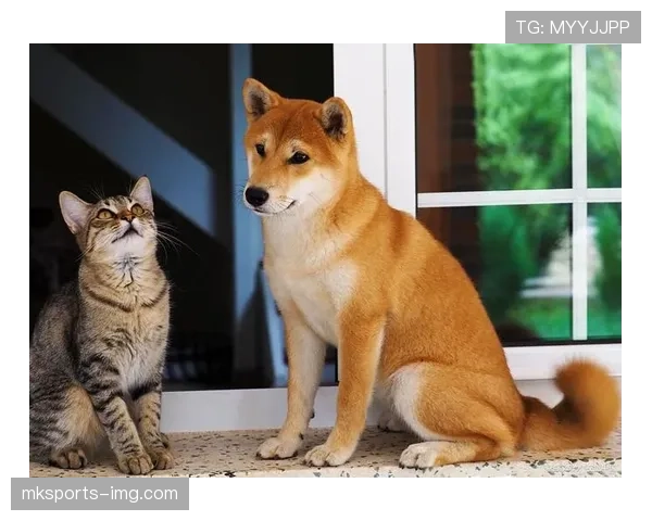 杨千霖家的狗都比你我活得精致